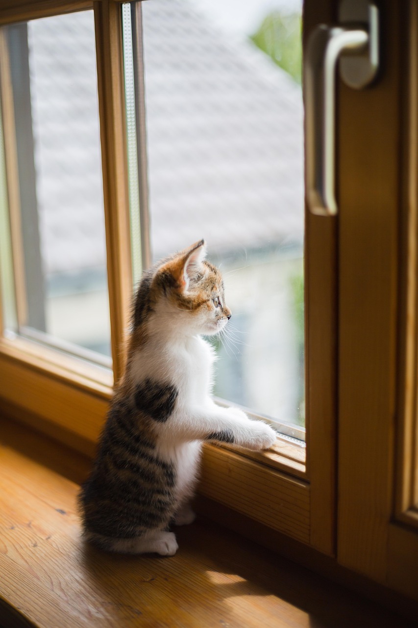 young, animal, cat, pet, window, sad, scratch, wooden windows