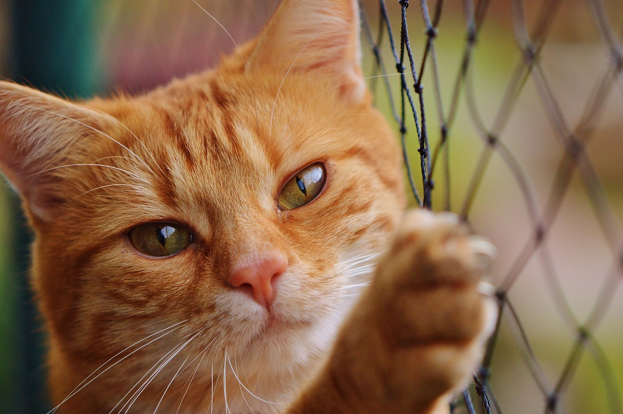 cat, pet, red, cute, mackerel, tiger, cozy, animal, domestic cat, fur, wildlife, domestic animal, nature, cat face, young cat, playful, red mackerel tabby, kitten, red cat, cat eyes, web, cat net