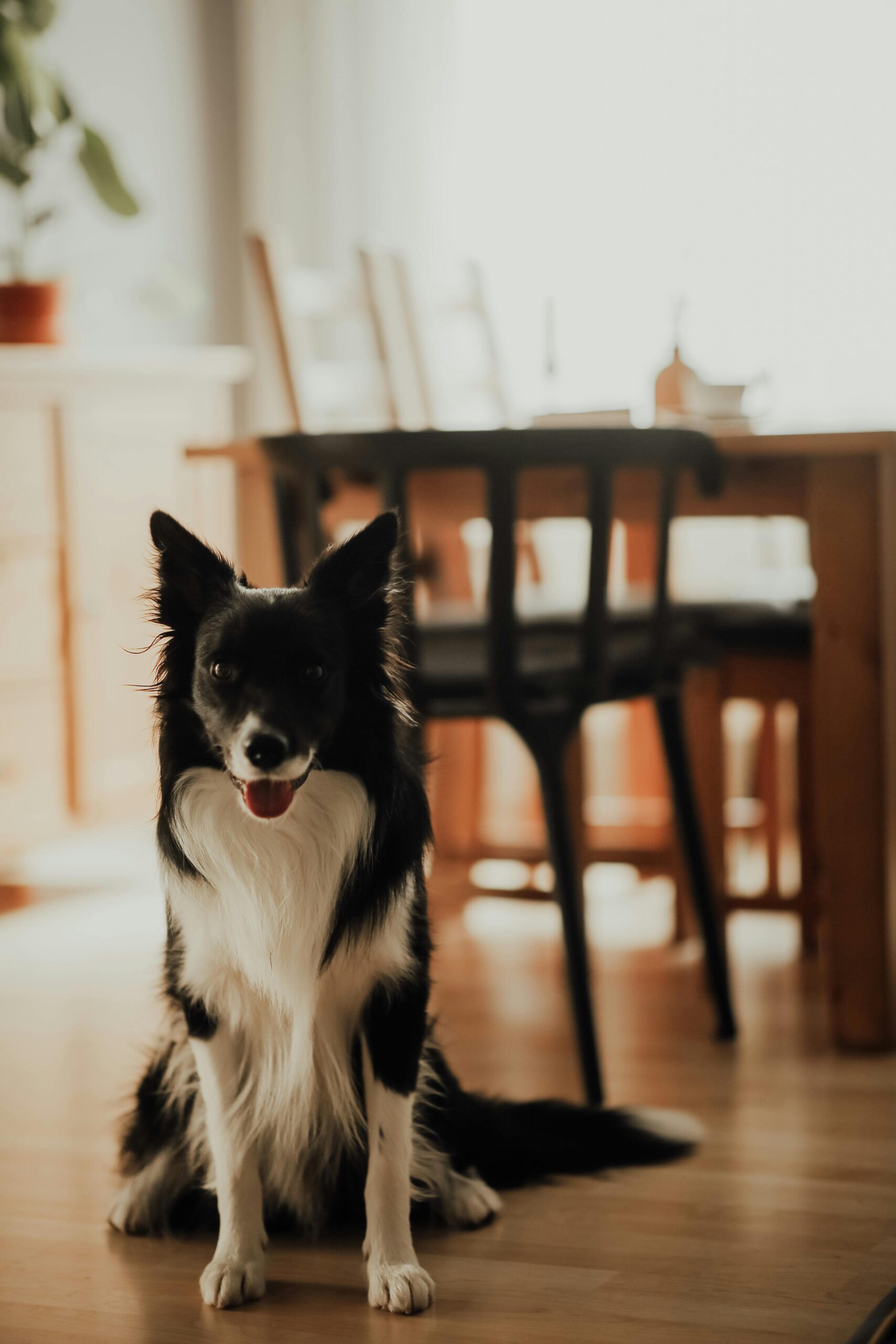 A relaxed Border Collie sitting indoors, bathed in warm, soft lighting.